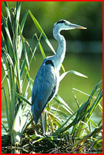 Blauwereiger