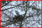 Blauwe reiger